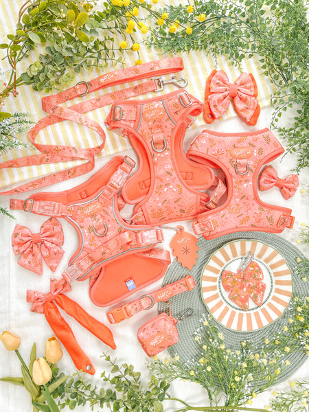 Adjustable Dog Collar: Chiswick Papaya