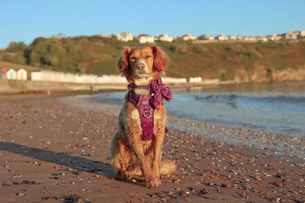 Step & Switch® Dog Harness: Chiswick Fig