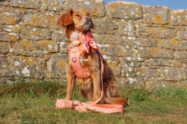 Step & Switch® Dog Harness: Chiswick Papaya