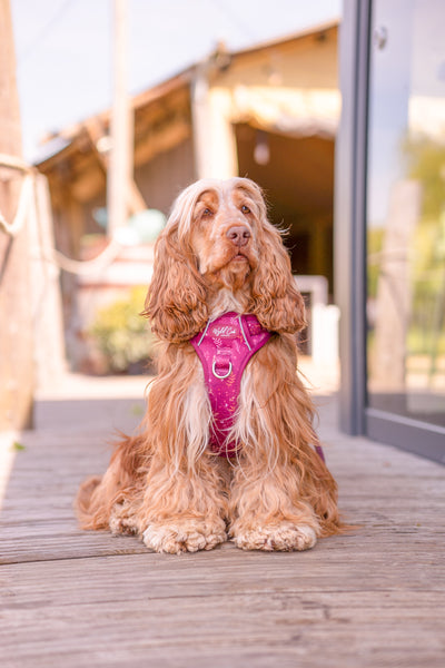 Step & Switch® Dog Harness: Chiswick Dragonfruit
