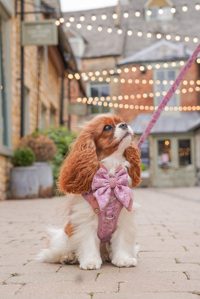 Step & Switch® Dog Harness: Chiswick Rosewood