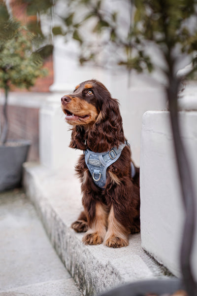 Step & Switch® Dog Harness: Chiswick Dovetail