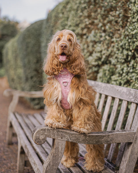 Step & Switch® Dog Harness: Chiswick Rosewood