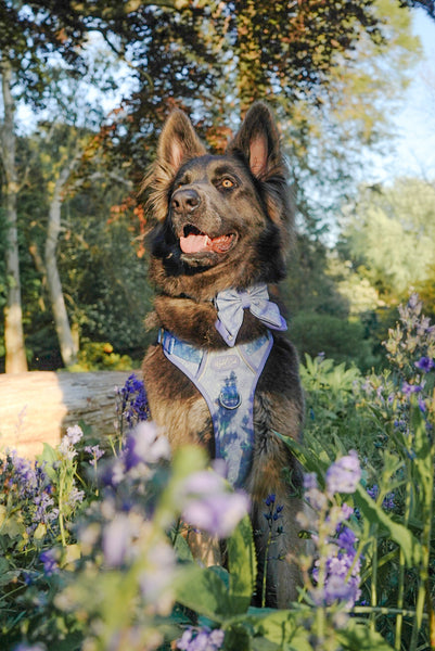 Step & Switch® Dog Harness: Chiswick Aeris