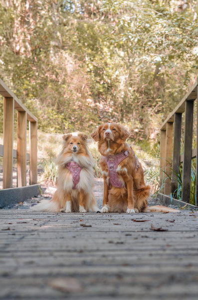 Step & Switch® Dog Harness: Chiswick Rosewood