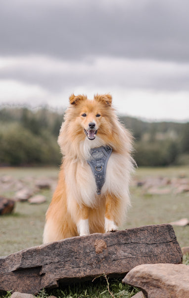 Step & Switch® Dog Harness: Chiswick Dovetail