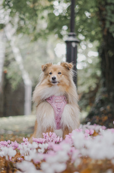 Step & Switch® Dog Harness: Chiswick Rosewood