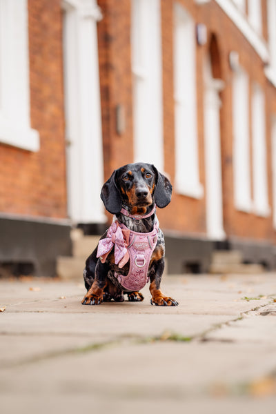 Step & Switch® Dog Harness: Chiswick Rosewood