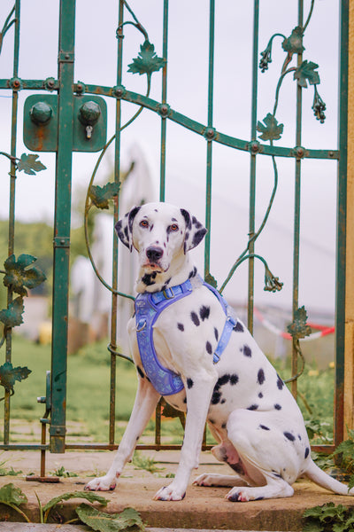 Step & Switch® Dog Harness: Chiswick Aeris