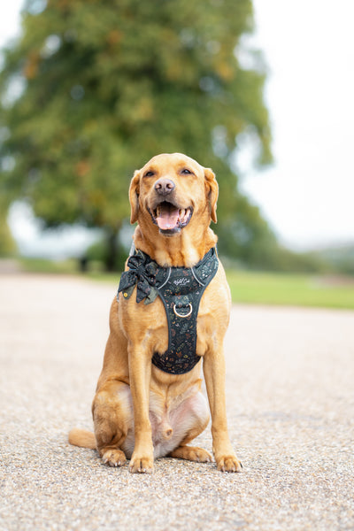 Step & Switch® Dog Harness: Chiswick Ravenwood