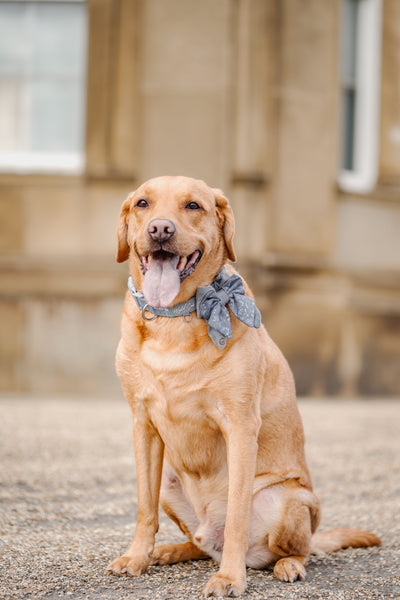 Adjustable Dog Collar: Chiswick Dovetail