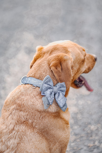 Adjustable Dog Collar: Chiswick Dovetail