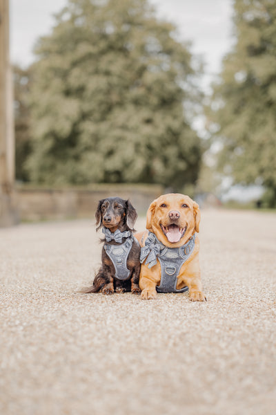 Dog Dickie Bow: Chiswick Dovetail