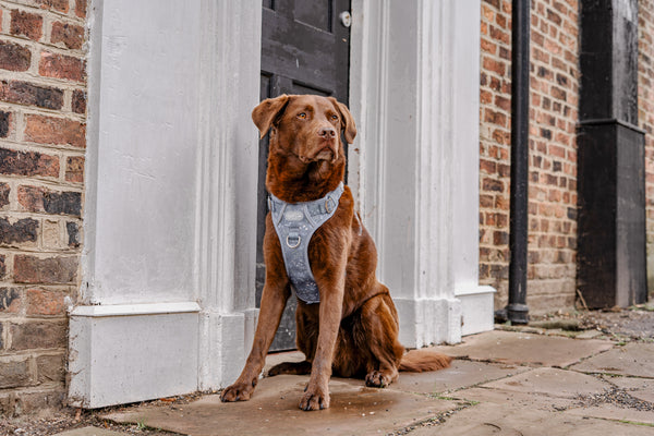Step & Switch® Dog Harness: Chiswick Dovetail