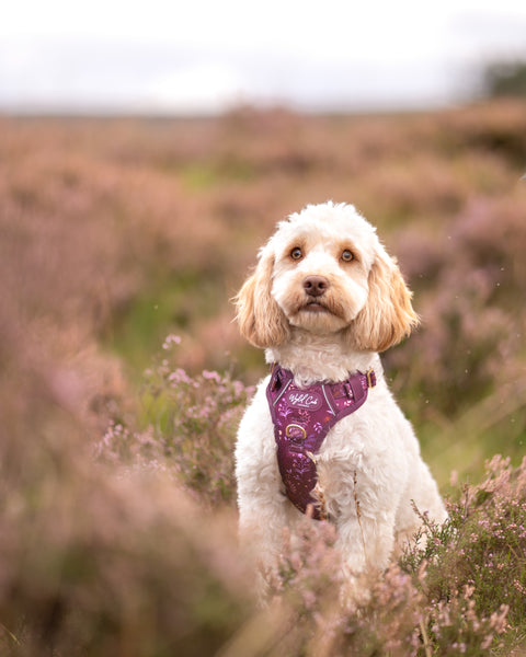 Step & Switch® Dog Harness: Chiswick Fig