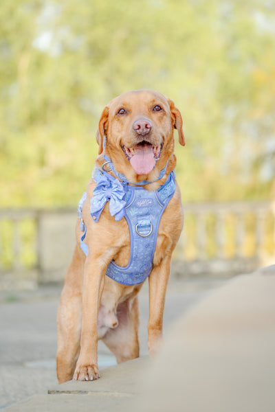 Step & Switch® Dog Harness: Chiswick Aeris