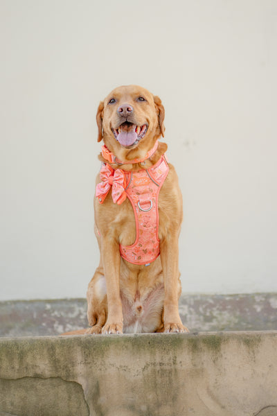 Step & Switch® Dog Harness: Chiswick Papaya