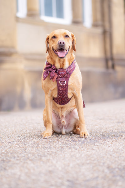 Step & Switch® Dog Harness: Chiswick Chestnut