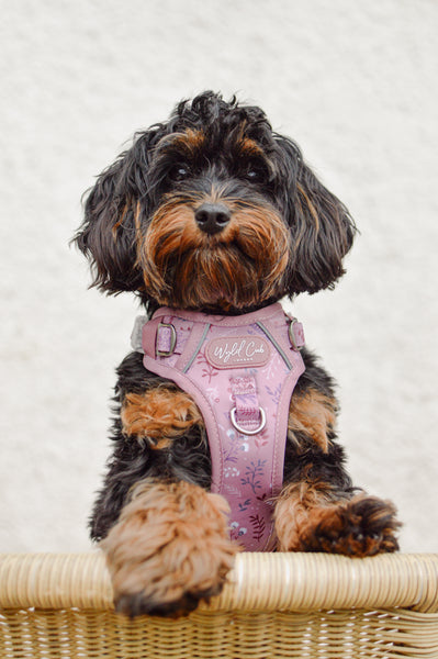 Step & Switch® Dog Harness: Chiswick Rosewood
