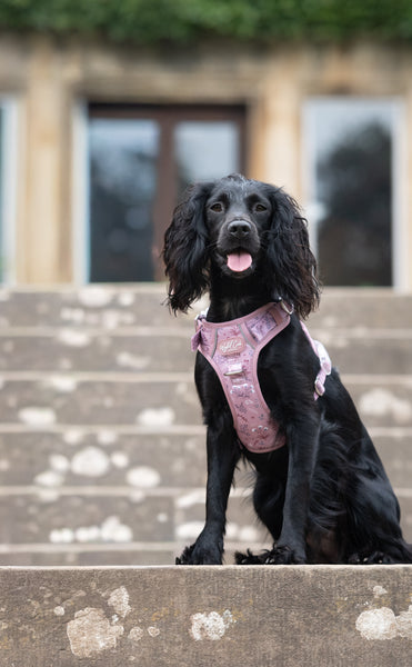 Step & Switch® Dog Harness: Chiswick Rosewood