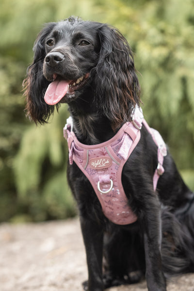 Step & Switch® Dog Harness: Chiswick Rosewood