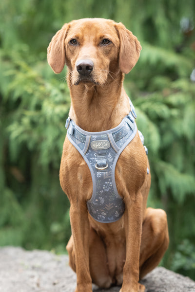 Step & Switch® Dog Harness: Chiswick Dovetail