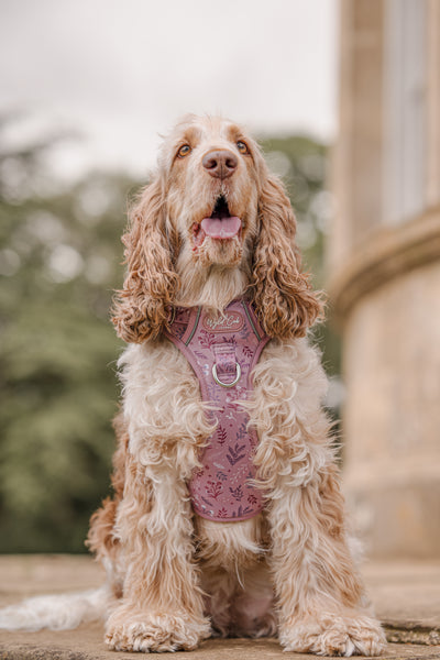 Step & Switch® Dog Harness: Chiswick Rosewood