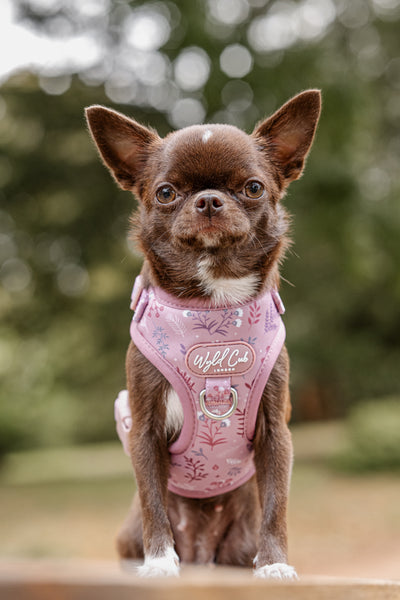 Adjustable Dog Harness: Chiswick Rosewood