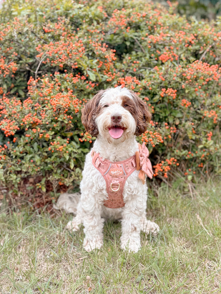 Step & Switch® Dog Harness: Chiswick Nutmeg