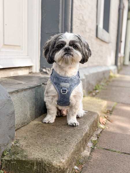 Adjustable Dog Harness: Chiswick Dovetail