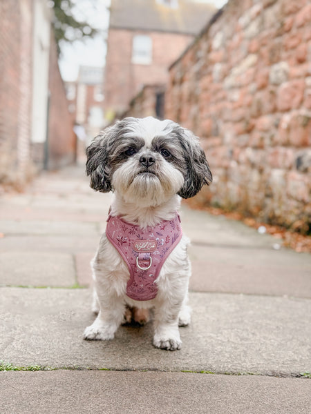 Adjustable Dog Harness: Chiswick Rosewood