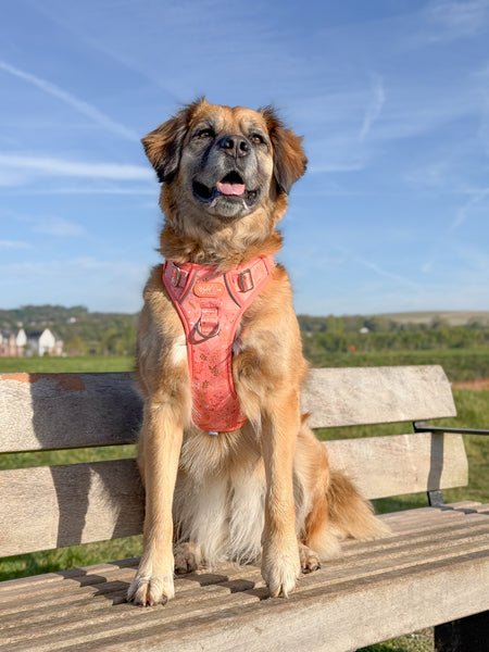 Step & Switch® Dog Harness: Chiswick Papaya