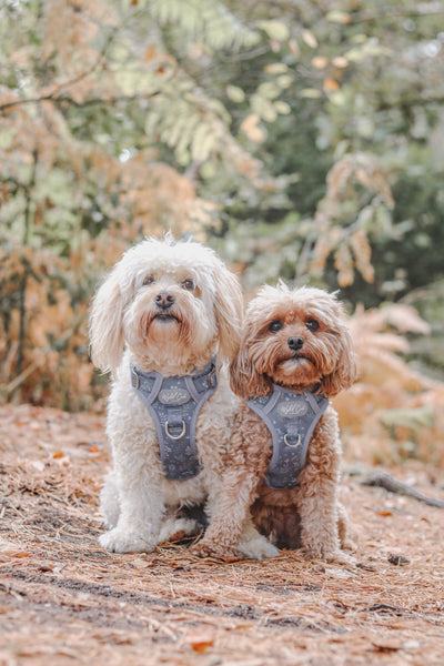 Step & Switch® Dog Harness: Chiswick Dovetail