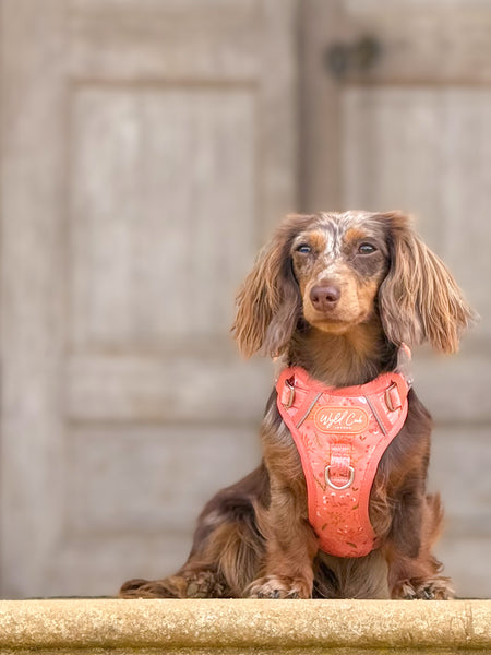 Step & Switch® Dog Harness: Chiswick Papaya