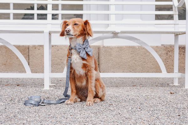 Dog Lead: Chiswick Dovetail