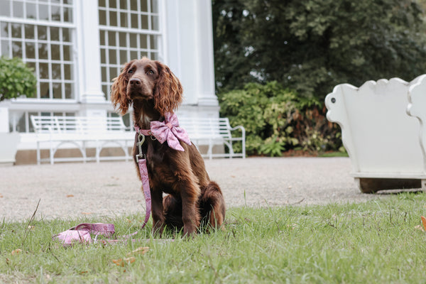 Dog Lead: Chiswick Rosewood