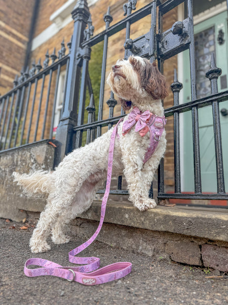 Dog Lead: Chiswick Rosewood