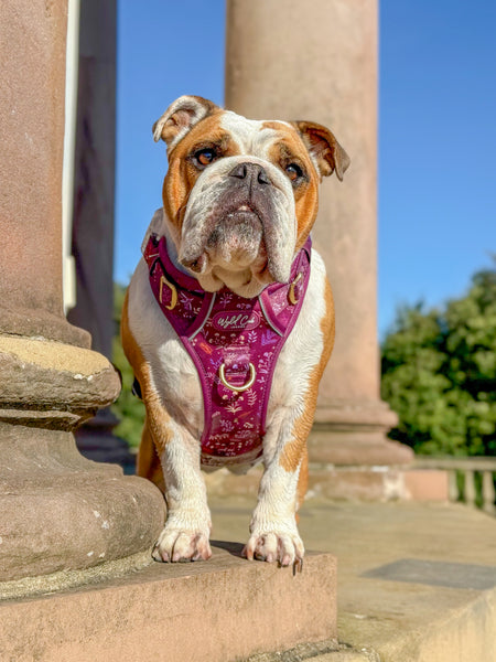 Step & Switch® Dog Harness: Chiswick Fig