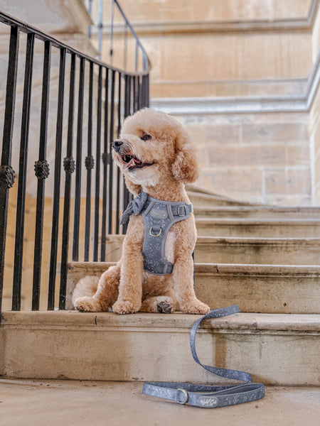Dog Lead: Chiswick Dovetail