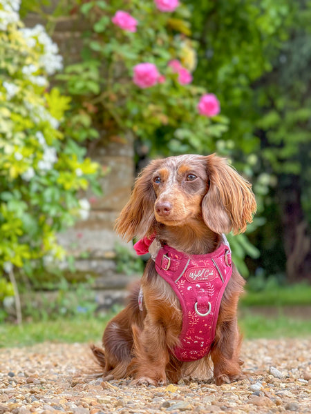 Step & Switch® Dog Harness: Chiswick Dragonfruit