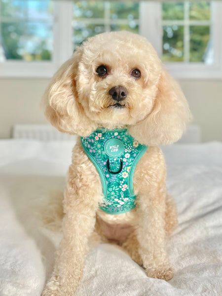 Adjustable Dog Harness: Notting Hill Mint