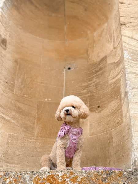 Dog Sailor Bow: Chiswick Rosewood