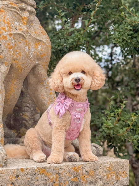 Dog Sailor Bow: Chiswick Rosewood