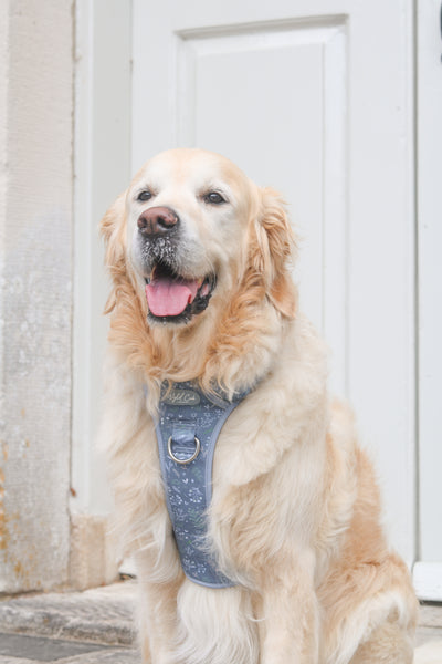 Step & Switch® Dog Harness: Chiswick Dovetail
