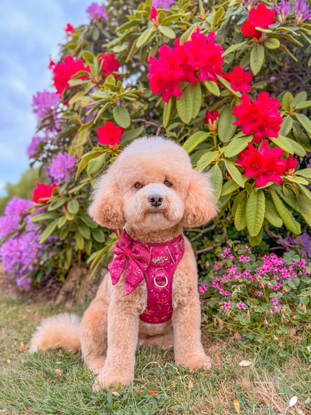 Step & Switch® Dog Harness: Chiswick Dragonfruit