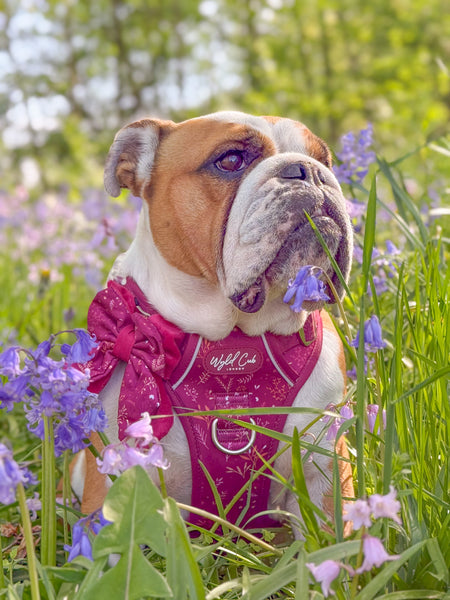 Step & Switch® Dog Harness: Chiswick Dragonfruit