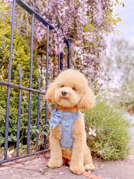 Dog Sailor Bow: Chiswick Aeris