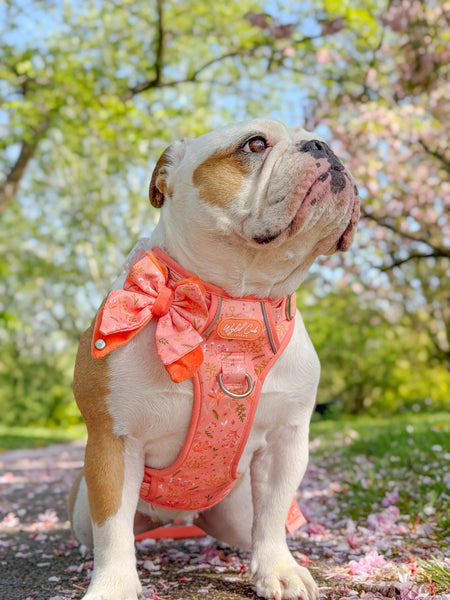 Step & Switch® Dog Harness: Chiswick Papaya