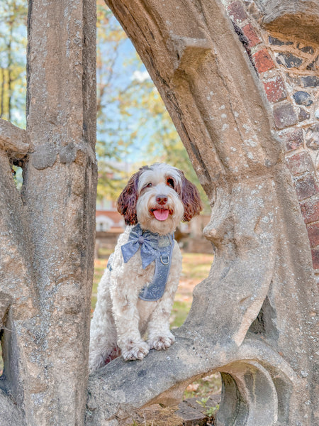 Step & Switch® Dog Harness: Chiswick Dovetail
