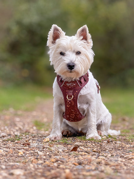 Step & Switch® Dog Harness: Chiswick Chestnut